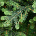 Детализация веток