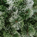Искусственная сосна Скарлетт с инеем 120 см., Леска,  ЕлкиТорг (96120) в Санкт-Петербурге
