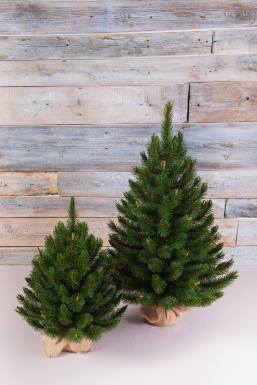 Елка Сказочная в мешочке 90 см., леска, Triumph Tree (73538)