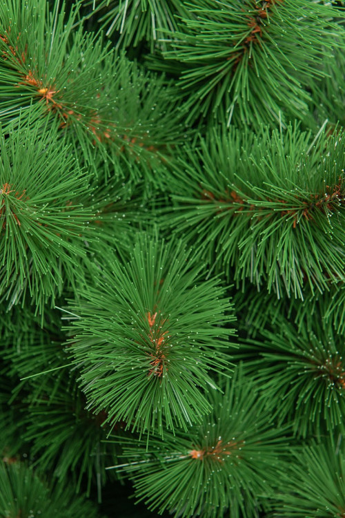 Искусственная сосна Ариадна 240 см., Леска, ЕлкиТорг (51240)