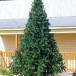 Интерьерная искусственная елка Рублевская зеленая 7 м., ствольная, ПВХ, Green Trees (GT7RUPVC)