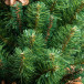 Искусственная елка Снежная королева зеленая 180 см., мягкая хвоя, ЕлкиТорг (32180)