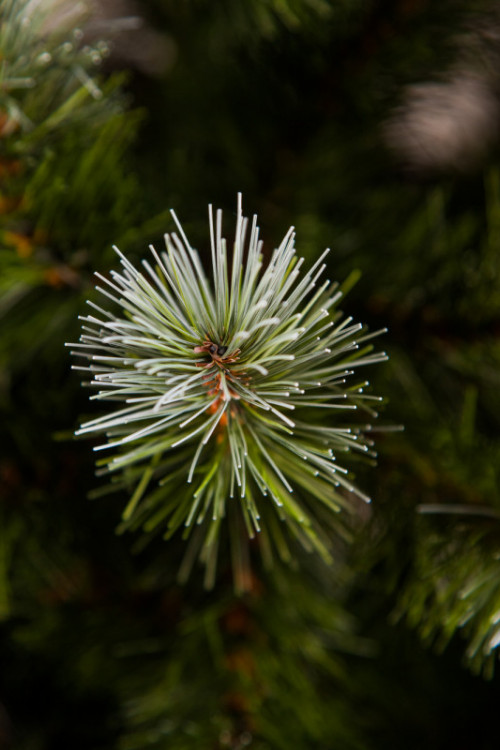 Ель Женева заснеженная 90 см., леска, Triumph Tree (73065)