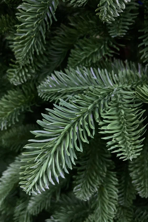 Елка Нормандия 215 см., темно зеленая, стройная, литая хвоя, Triumph Tree (72118)