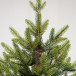 Искусственная елка Тибетская 240 см., 100% литая хвоя, ЕлкиТорг (58240)