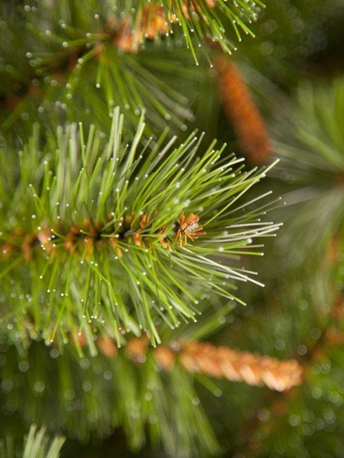 Елка Сказочная 215 см., леска+пвх, Triumph Tree (73536)