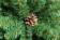 Сосна Снежная королева зеленая 210 см., мягкая хвоя, ЕлкиТорг (32210)