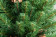 Сосна Снежная королева зеленая 210 см., мягкая хвоя, ЕлкиТорг (32210)
