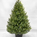 Ель Сахалинская Премиум 90 см. в кашпо, 100% литая хвоя, TreeDeLux (70185) в Санкт-Петербурге