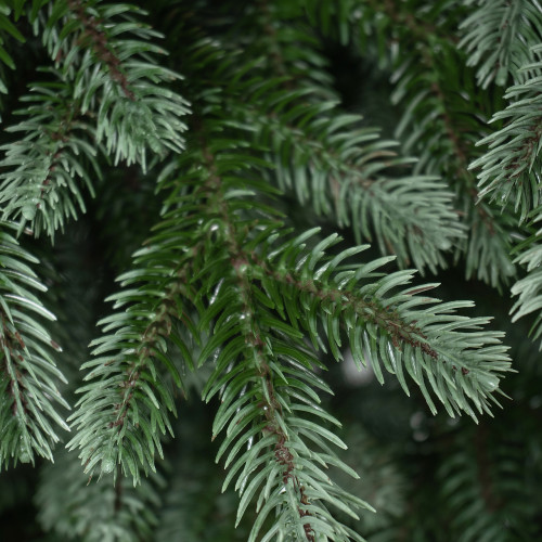 Искусственная елка Архангельская 210 см., 505 теплых белых ламп, 100% литая хвоя, ЕлкиТорг (215210) в Санкт-Петербурге