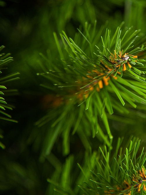 Ель Альпийская в мешочке 90 см., мягкая хвоя, Triumph Tree (73562)