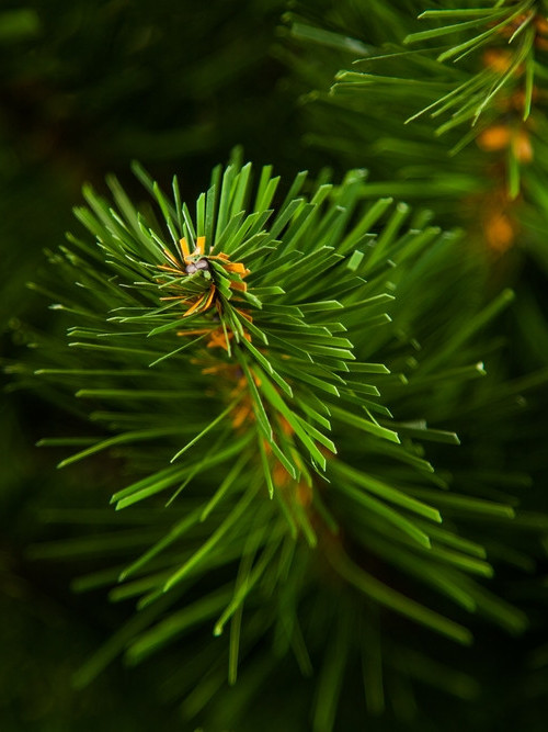 Ель Альпийская в мешочке 90 см., мягкая хвоя, Triumph Tree (73562)