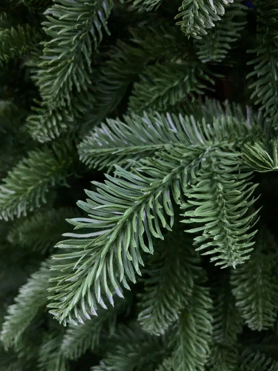 Елка Нормандия 260 см., темно зеленая, стройная, литая хвоя, Triumph Tree (72140)