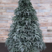Елка Нормандия 215 см., заснеженная,100% литая хвоя, Triumph Tree(72116)