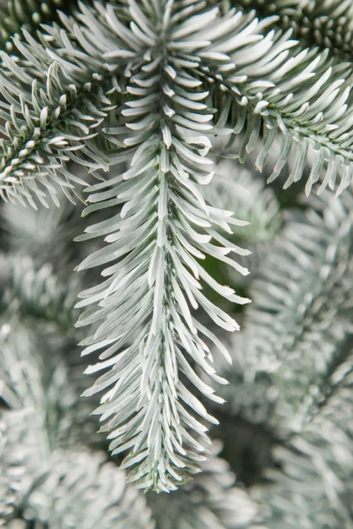 Елка Нормандия пушистая заснеженная 260 см., литая хвоя, Triumph Tree (72088)