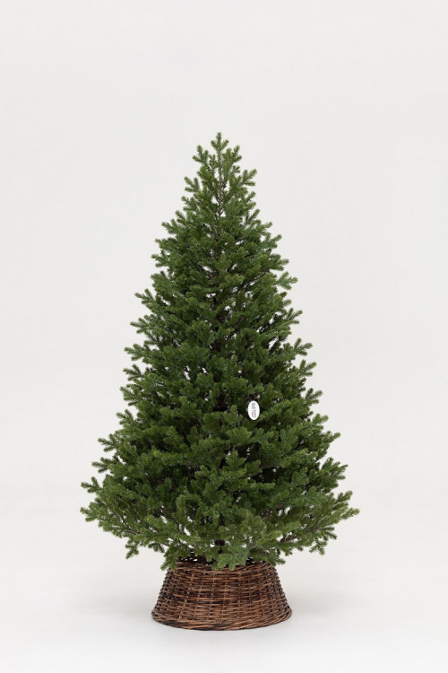 Искусственная елка Измайловская 210 см., 100% литая хвоя, 1500 мульти LED ламп, 10 режимов, Елкиторг (57210)