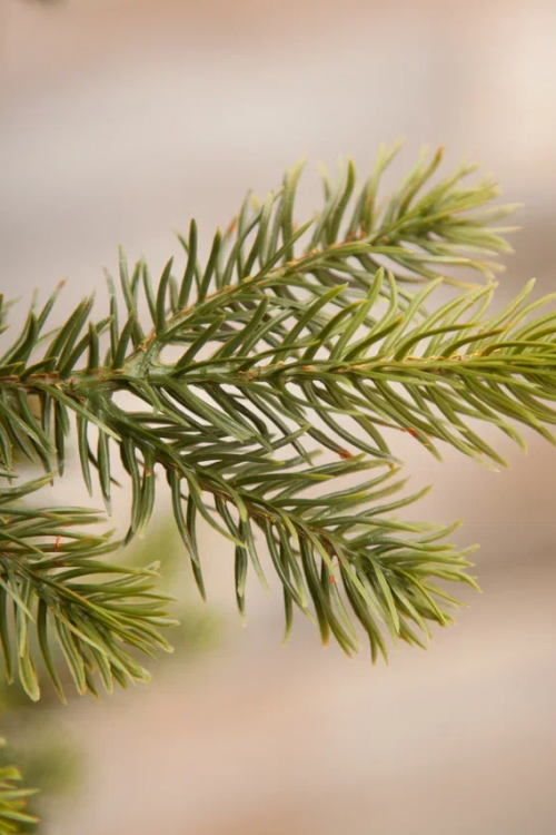 Елка Уэльская 155 см., литая хвоя+пвх, Triumph Tree (73554)