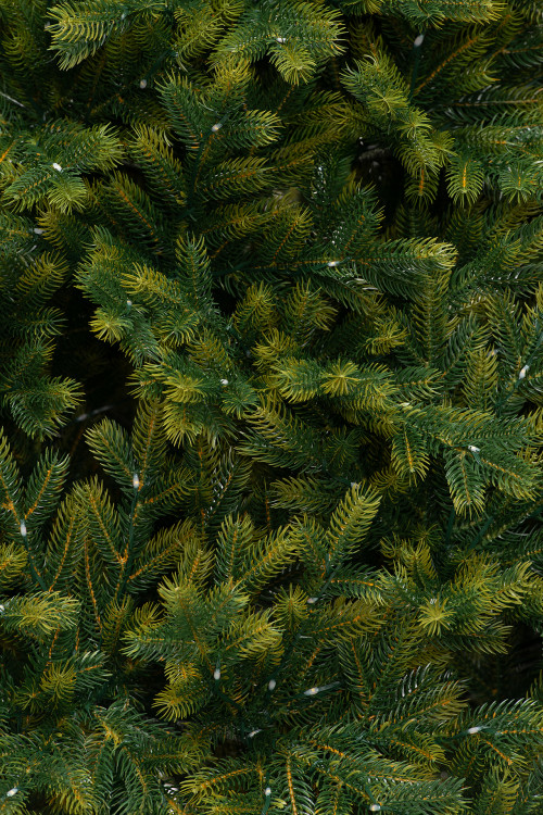 Искусственная елка Эрмитажная 240 см., теплых белых микро LED ламп, 100% литая хвоя, ЕлкиТорг (95240)