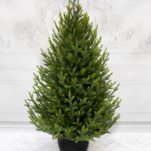 Ель Южная Премиум 90 см. в кашпо, 100% литая хвоя, TreeDeLux (70215)