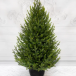Ель Южная Премиум 120 см. в кашпо, 100% литая хвоя, TreeDeLux (70216) в Санкт-Петербурге