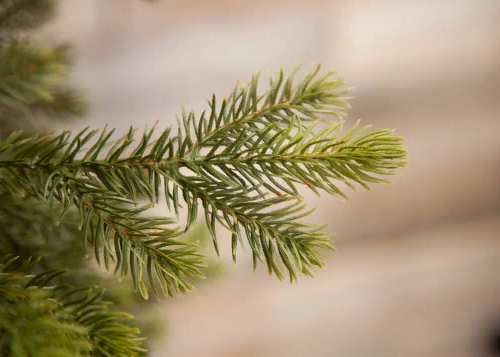 Елка Уэльская 230 см., литая хвоя+пвх, Triumph Tree (73557)