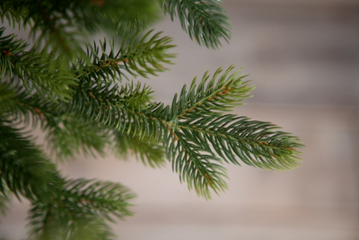 Ель Городская стройная, , 230 см. 260 теплых белых LED ламп, 100% литая хвоя Black Box (74683)