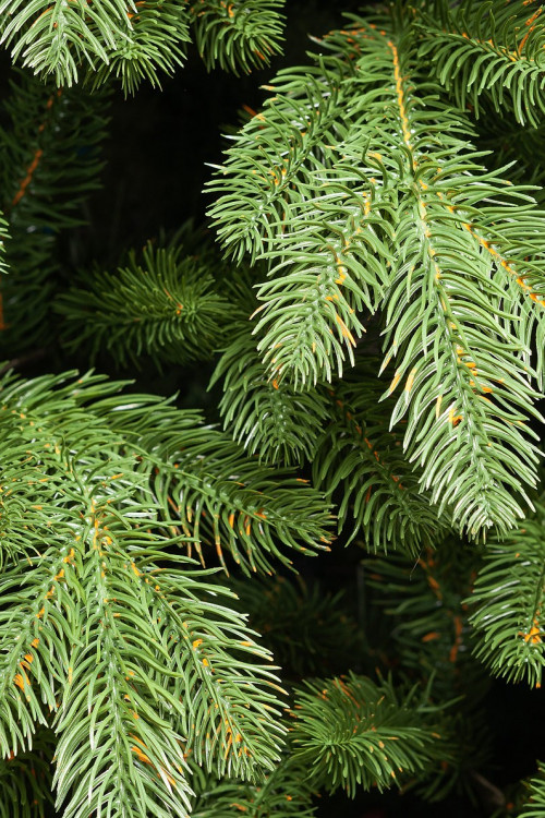 Искусственная елка Царская Де Люкс настенная 120 см., 100% Литая хвоя, ЕлкиТорг (125120) в Санкт-Петербурге