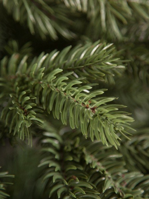 Елка Царская 185 см., литая хвоя+пвх, Triumph Tree (73640)