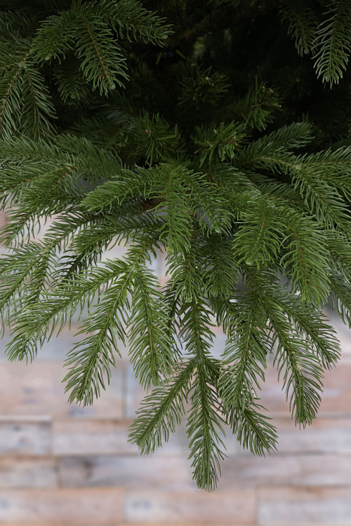 Ель Дворянская 230 см., Литая хвоя+ПВХ, Black Box (74553)