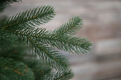 Ель Швейцарская стройная 185 см., 180 теплых белых LED ламп, 100% литая хвоя, Black Box (74677)