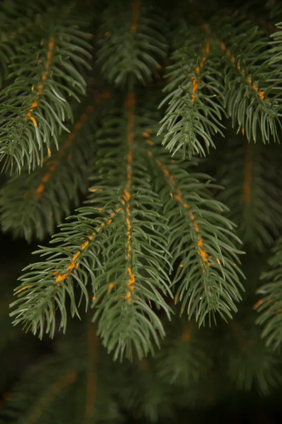 Ель Швейцарская стройная 185 см., 180 теплых белых LED ламп, 100% литая хвоя, Black Box (74677)