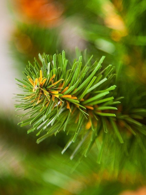 Елка Императрица с шишками 155 см., мягкая хвоя, Triumph Tree (73237) в Санкт-Петербурге