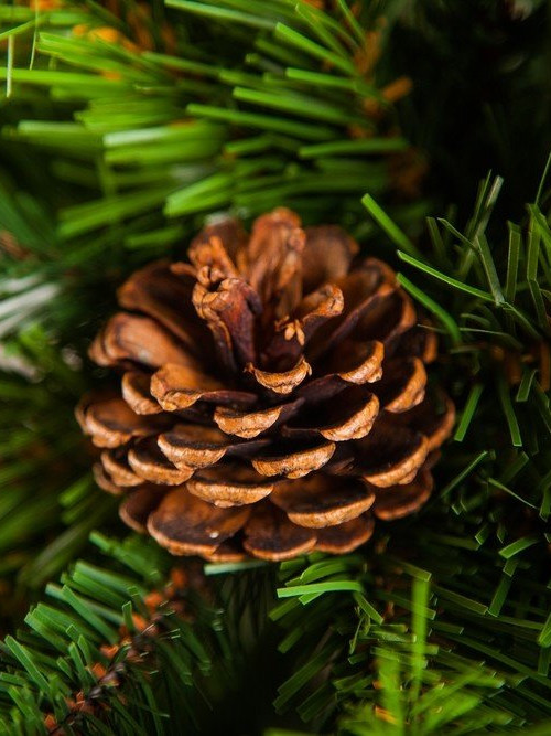 Елка Императрица с шишками 155 см., мягкая хвоя, Triumph Tree (73237) в Санкт-Петербурге