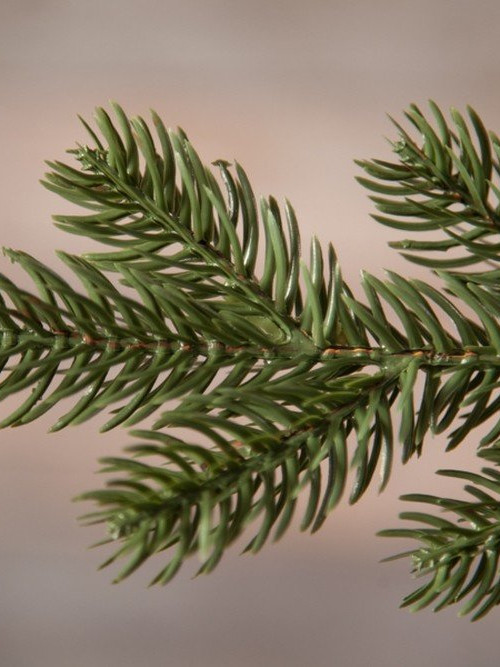 Елка Шервуд Премиум 155 см., литая хвоя+пвх, Triumph Tree (73369)