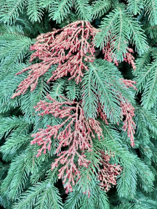 Ветвь кипарис Королевский красный 84 см., 1 шт., Christmas De Luxe (86728) 