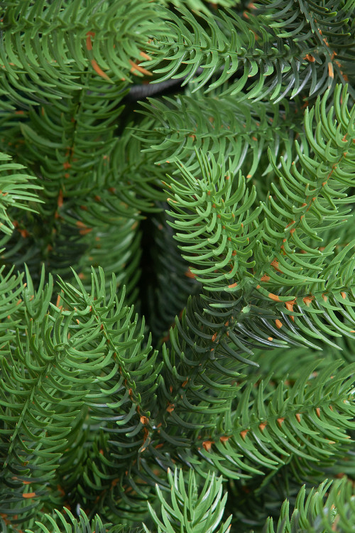 Искусственная елка Торжественная 180 см., 100% литая хвоя, ЕлкиТорг (167180) в Санкт-Петербурге