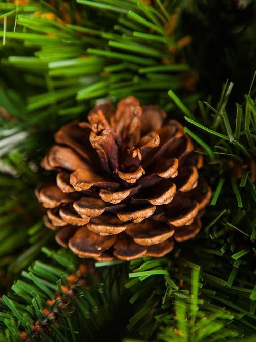 Елка Императрица с шишками 215 см., мягкая хвоя, Triumph Tree (73239)