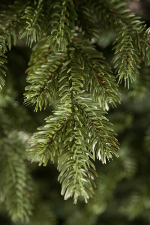 Елка Шервуд Премиум 215 см., литая хвоя+пвх, Triumph Tree (73371)