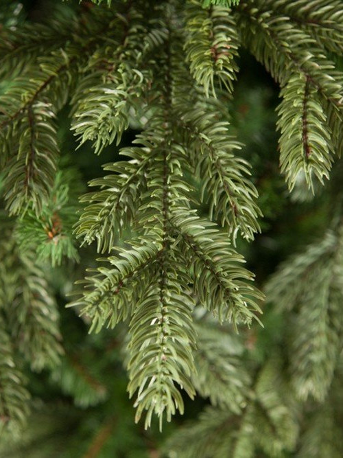 Елка Шервуд Премиум 215 см., литая хвоя+пвх, Triumph Tree (73371)