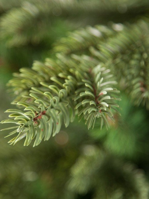 Ель Шервуд Премиум 230 см., 100% литая хвоя, Triumph Tree (73196)