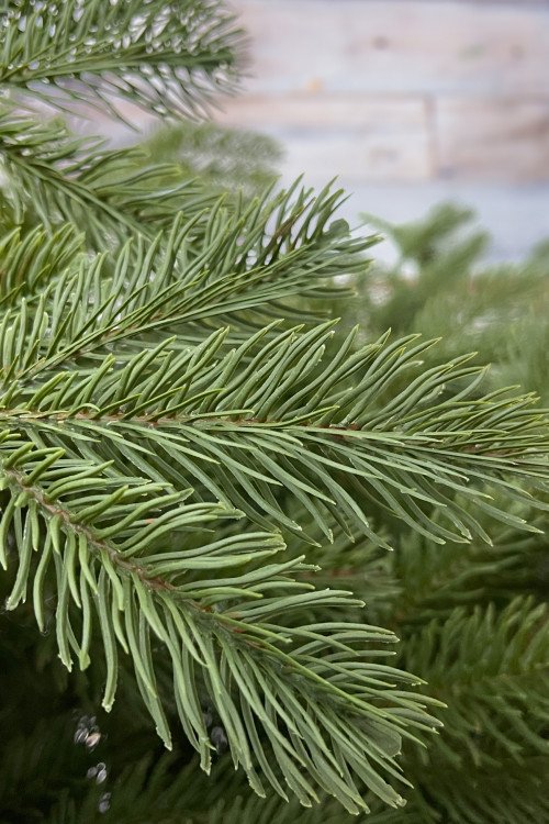 Ель Дворянская 230 см., 100% Литая хвоя, Black Box (74558)