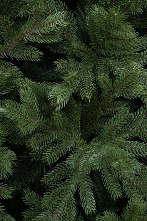 Искусственная ель Адмиралтейская 6 м., Литая хвоя + ПВХ, ЕлкиТорг (200600)