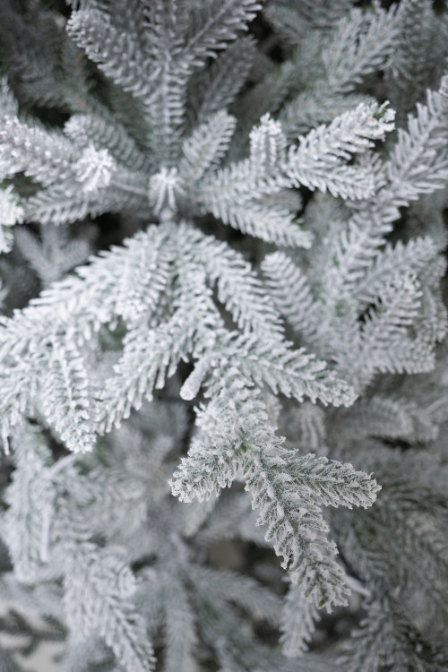 Искусственная елка Петроградская заснеженная 210 см., с теплыми белыми Led лампами, 100% литая хвоя, Елкиторг (237210)