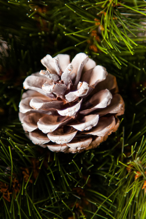 Ель Женева заснеженная с шишками 90 см., леска, Triumph Tree (72064)