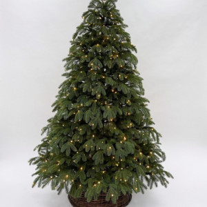 Ель Дворянская 230 см., 504 LED лампы, 100% Литая хвоя, Black Box (74563)