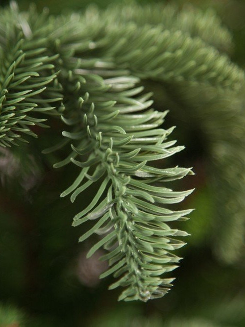 Елка Нормандия стройная 155 см., литая хвоя+пвх, Triumph Tree (73011)