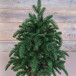 Елка Нормандия в мешочке 60 см., литая хвоя+пвх, Triumph Tree (73634)