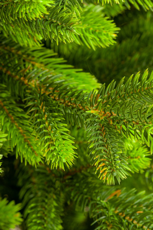 Искусственная елка Мисхор 60 см., 100% литая хвоя, ЕлкиТорг (136060)