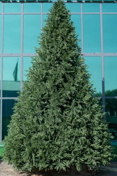 Интерьерная искусственная елка Финская Премиум 5 м., ствольная, Литая хвоя+ПВХ, Green Trees (GT5FIN)