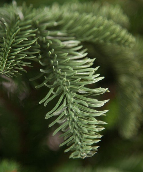 Елка Нормандия в мешочке 90 см., литая хвоя+пвх, Triumph Tree (73635)